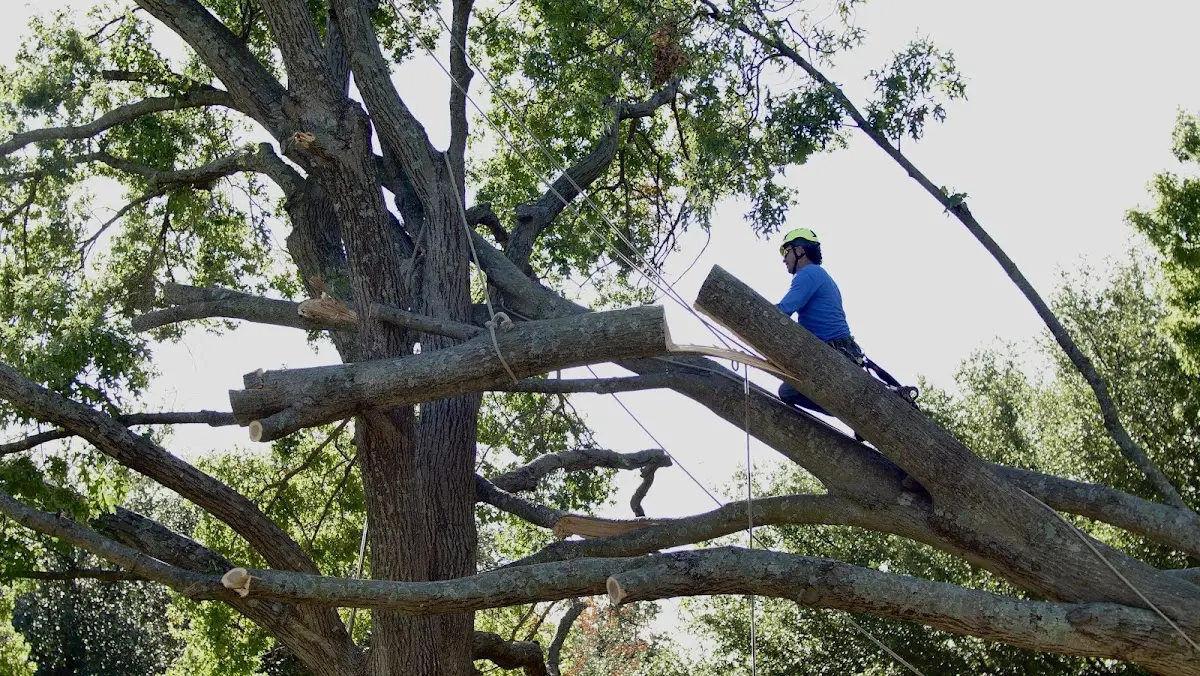 Professional Crown Thinning performed by certified arborists in Cope